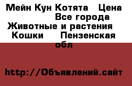 Мейн Кун Котята › Цена ­ 15 000 - Все города Животные и растения » Кошки   . Пензенская обл.